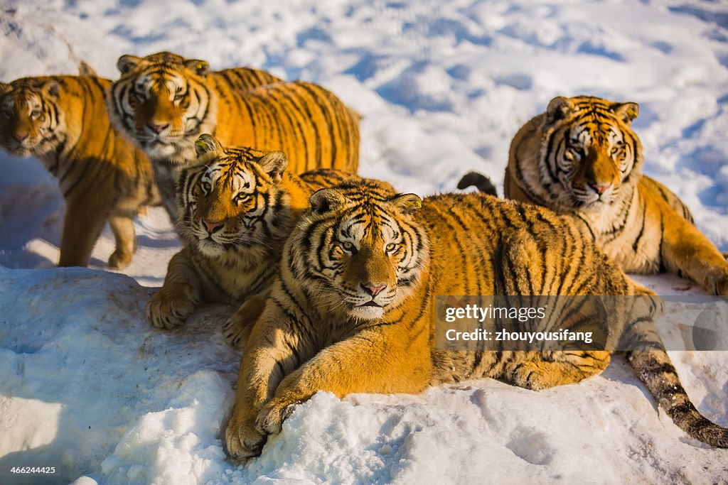 Nontheast Tigers