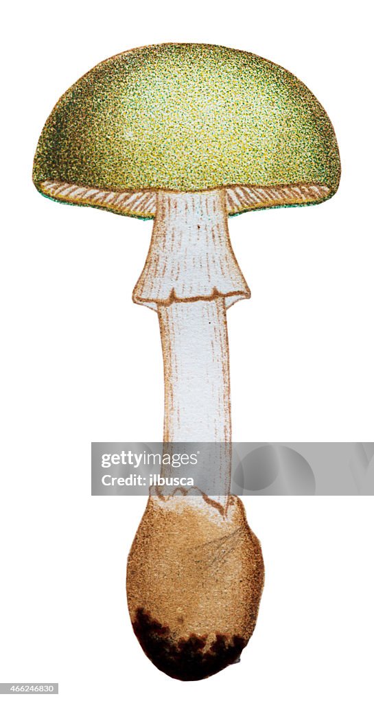 Mushrooms and fungi: Amanita phalloides (death cap)