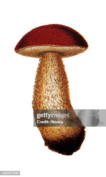 mushrooms and fungi: leccinum scabrum (rough-stemmed bolete, scaber stalk) - birch bolete stock illustrations