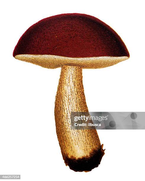 mushrooms and fungi: leccinum scabrum (rough-stemmed bolete, scaber stalk) - birch bolete stock illustrations