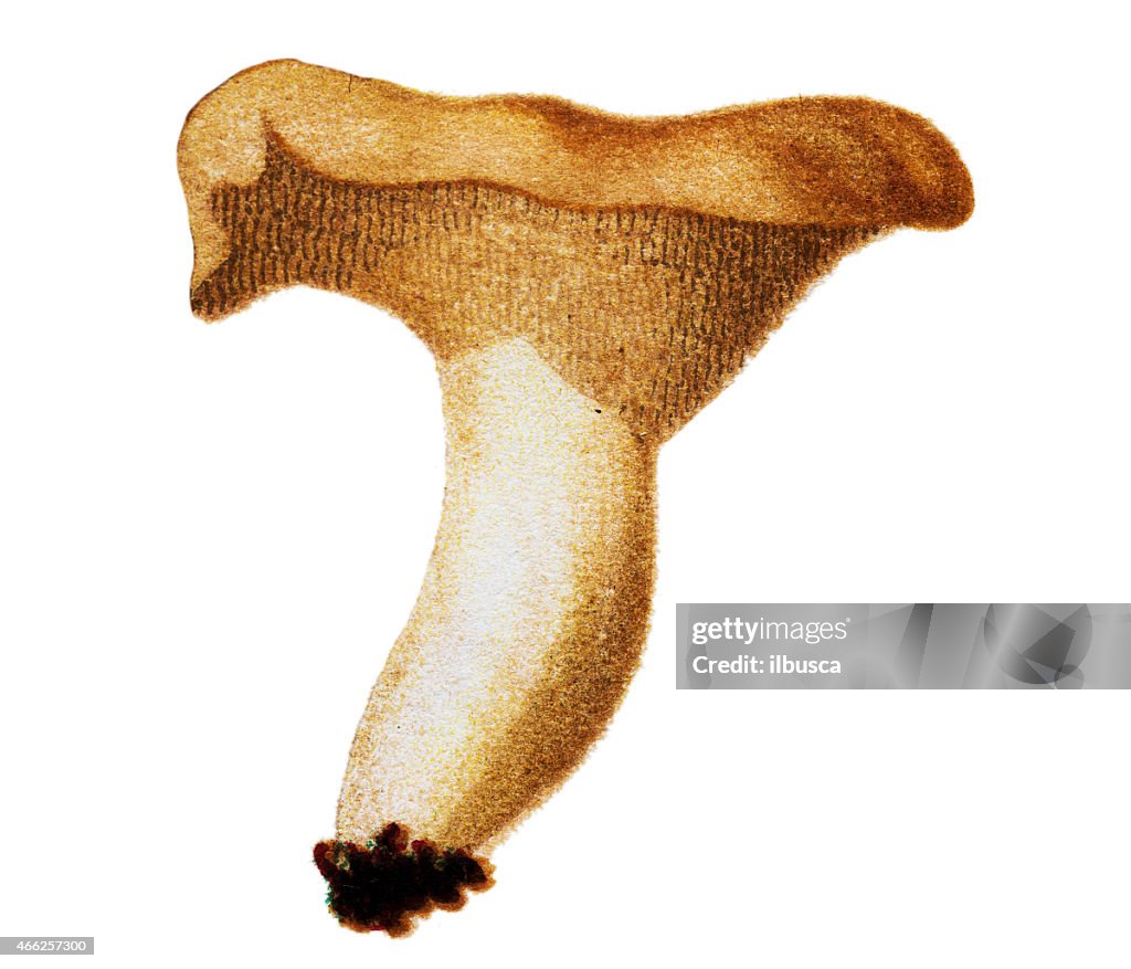 Mushrooms and fungi: Hydnum repandum (sweet tooth, wood hedgehog)