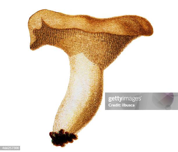 mushrooms and fungi: hydnum repandum (sweet tooth, wood hedgehog) - hedgehog mushroom stock illustrations