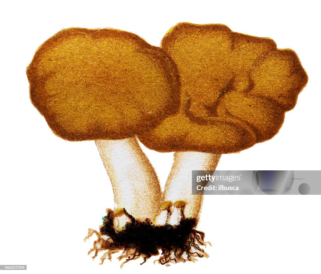 Hongos y hongos: Hydnum repandum (dulces, madera erizo)