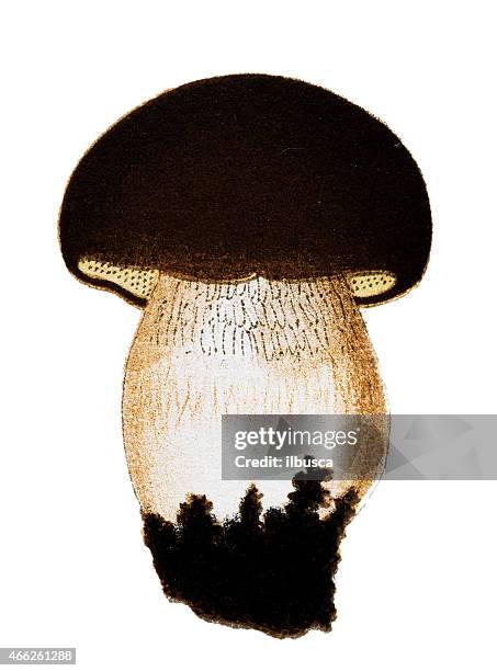 illustrations, cliparts, dessins animés et icônes de champignons : champignons et boletus edulis (cep, penny petit pain, porcino) - bolet