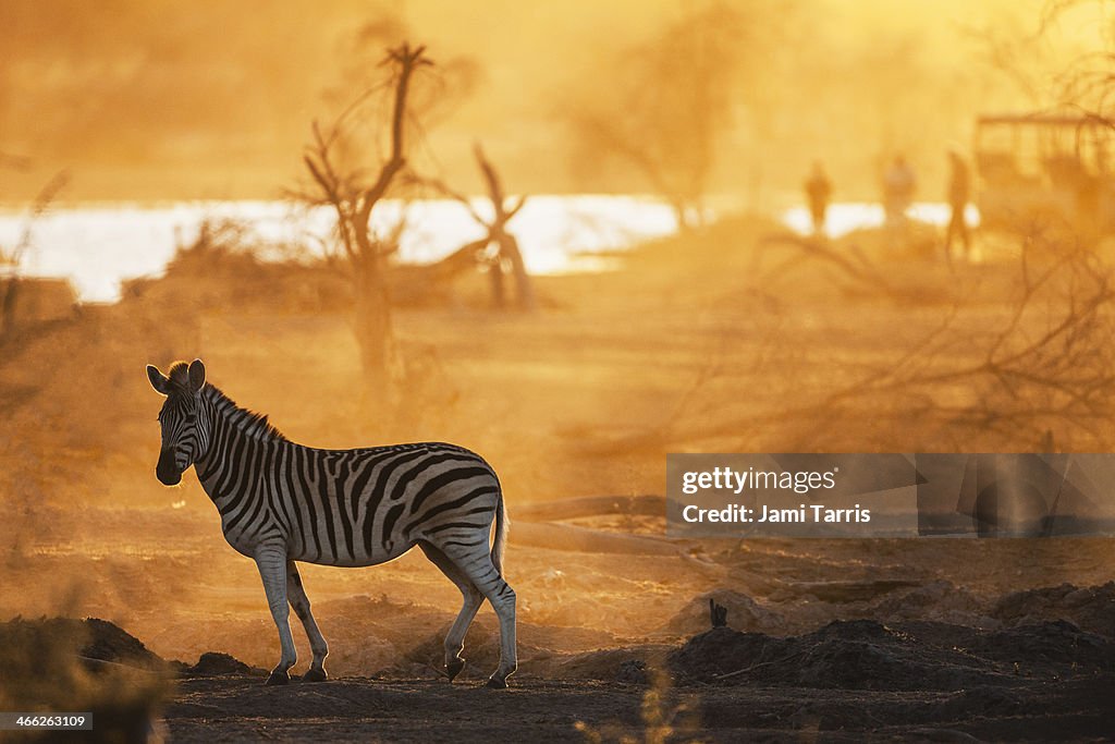 A zebra backlit in front of tourist vehicle