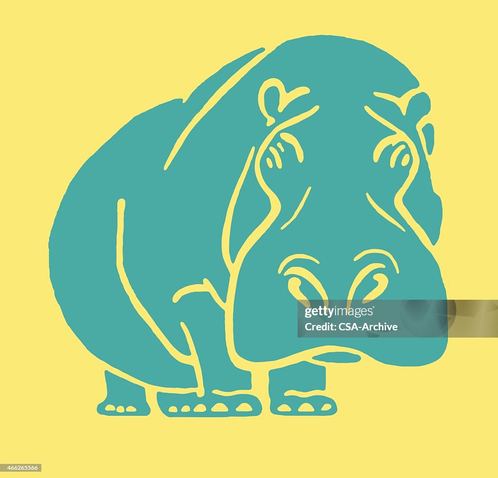 Hippopotamus