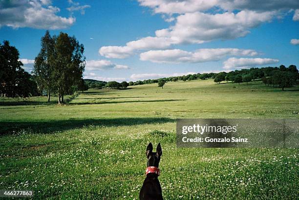 greyhound dog - ciudad real province stock pictures, royalty-free photos & images