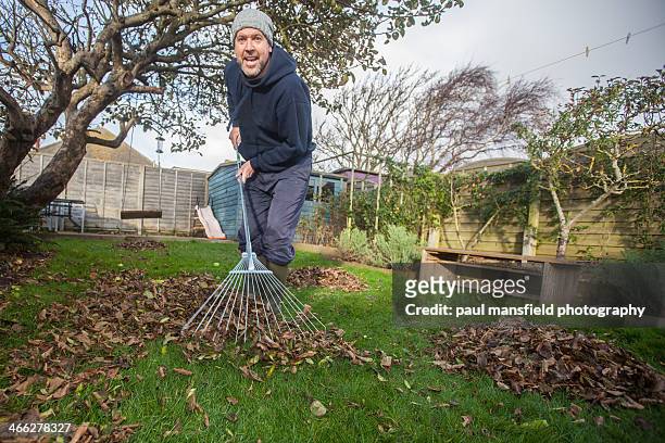 man raking leaves in garden - rechen stock-fotos und bilder