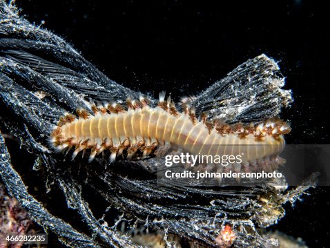 Fireworm Larvae The Bearded Fireworm Hermodice Carunculata High-Res Stock Photo - Getty ...