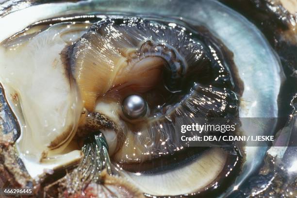 Oyster with black pearl, Manihi, Tuamotu archipelago, French Polynesia .