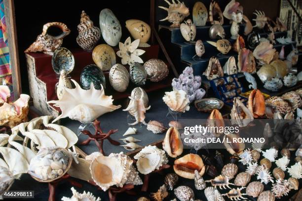 Worked Shell 20 Souvenir Of Martinique Stock Photos, High-Res Pictures, and Images ...