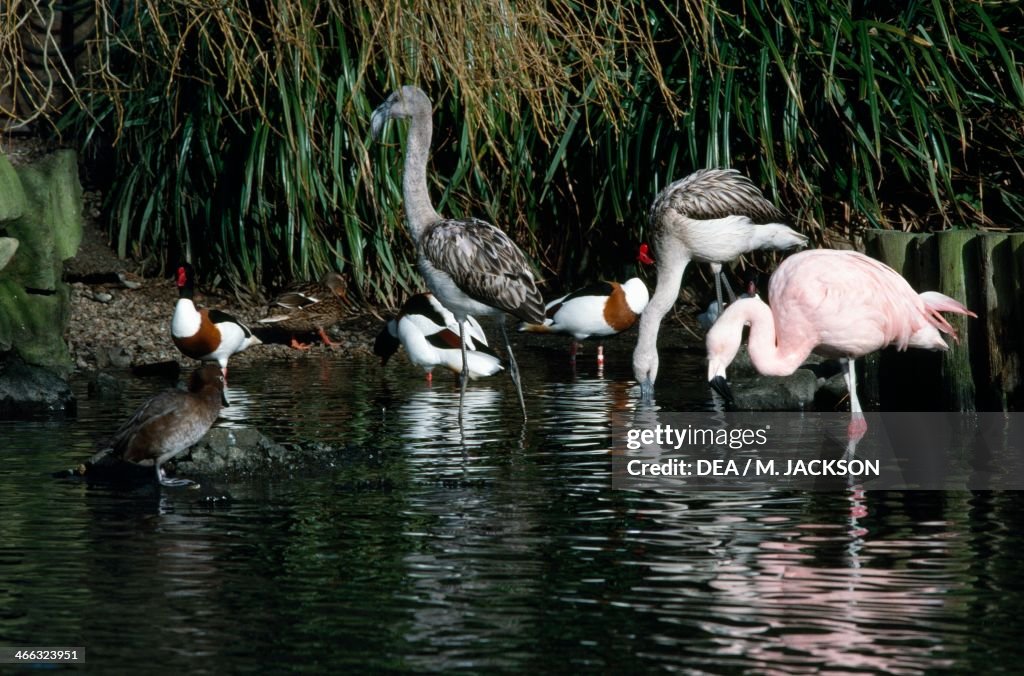 Group of birds...