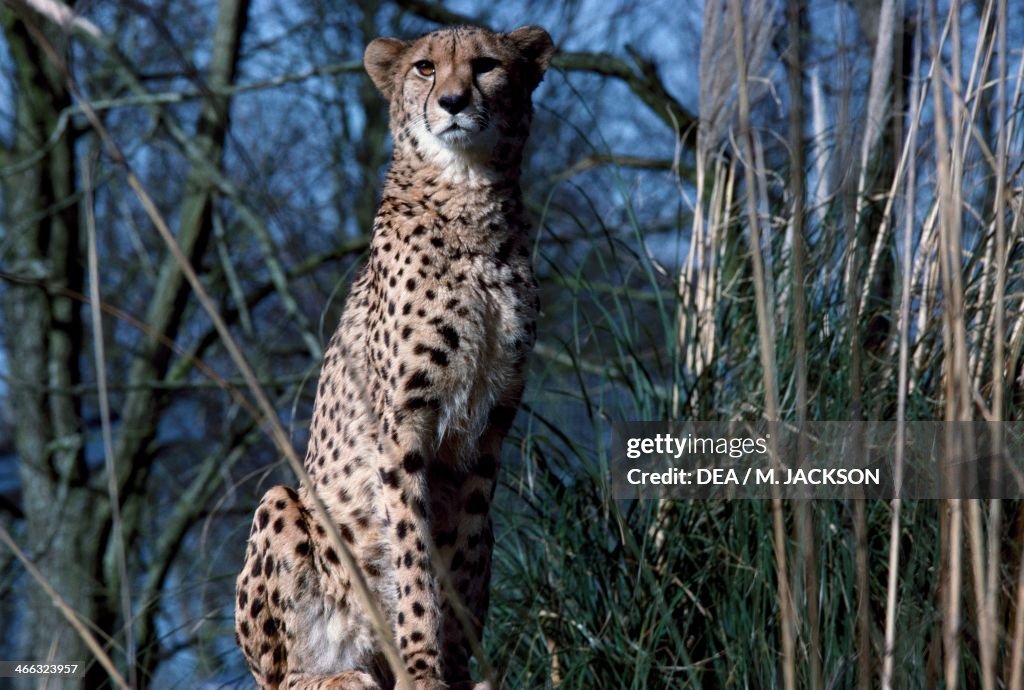 Cheetah (Acinonyx jubatus)...