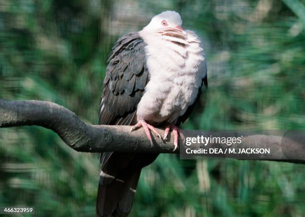 Pink Pigeon , Columbidae, Durrell Wildlife Park, Jersey, United Kingdom.