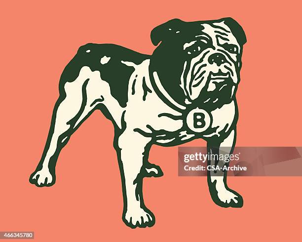 bulldogge - bulldogge stock-grafiken, -clipart, -cartoons und -symbole