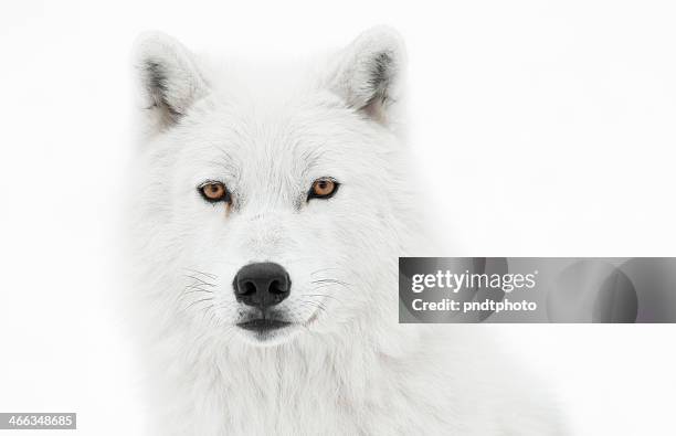 take the pose - arctic wolf stock pictures, royalty-free photos & images