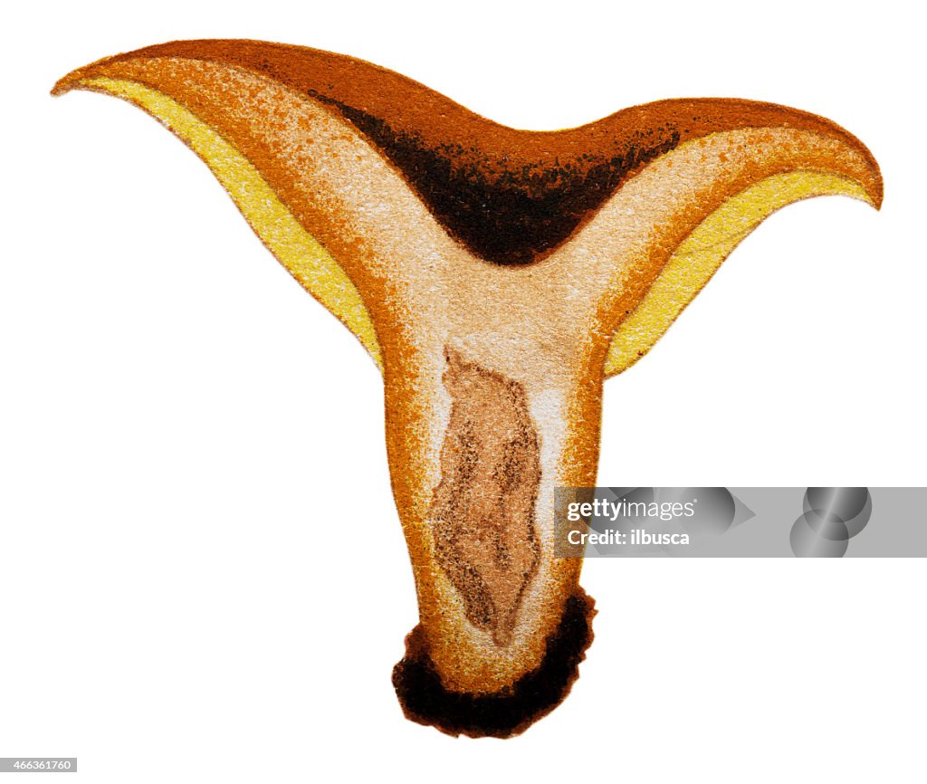 Mushrooms and fungi: Lactarius deliciosus (Saffron milkcap, Red pine mushroom)