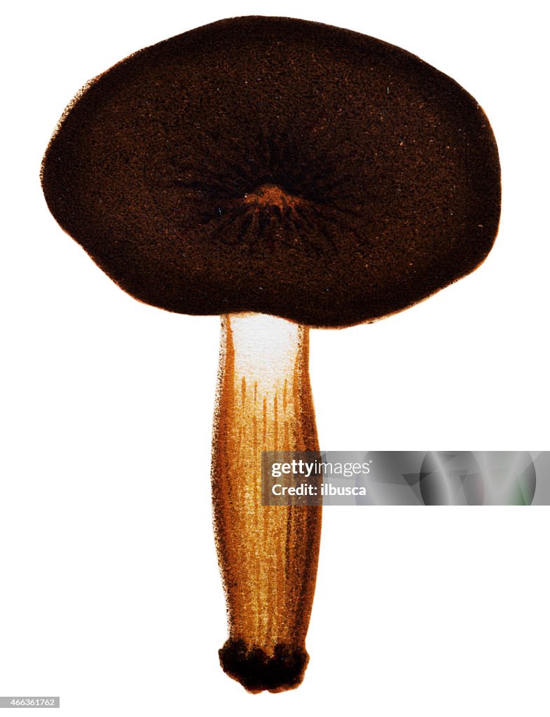 Mushrooms and fungi: Lactarius rufus (Rufous Milkcap)