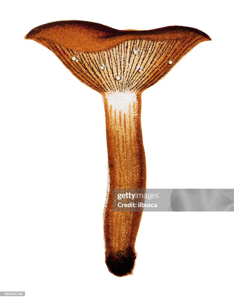 Mushrooms and fungi: Lactarius rufus (Rufous Milkcap)