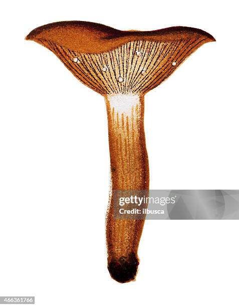 mushrooms and fungi: lactarius rufus (rufous milkcap) - red kangaroo stock illustrations