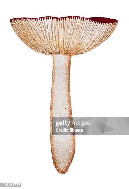 mushrooms and fungi: russula emetica (sickener, emetic russula) - russula emetica stock illustrations