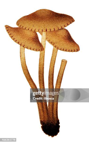 mushrooms and fungi: marasmius oreades (scotch bonnet, fairy ring mushroom) - oyster mushroom isolated stock illustrations