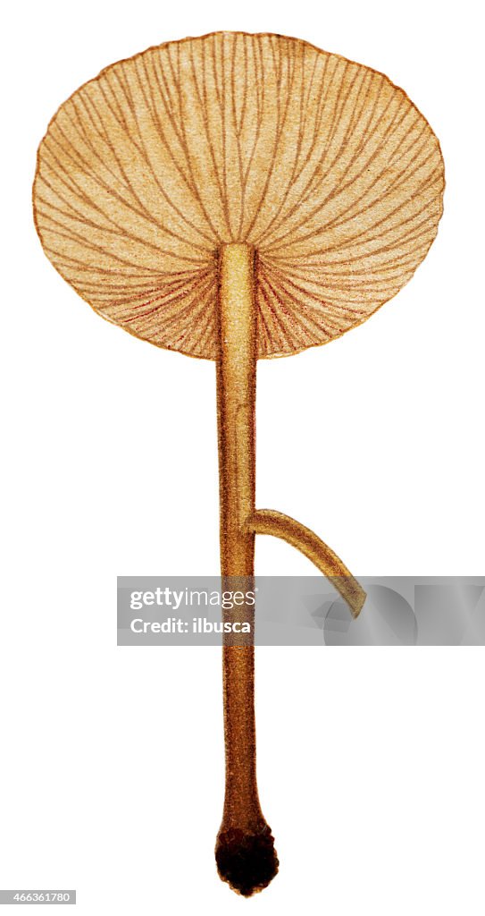 Hongos y hongos: Marasmius oreades (Scotch bonnet, anillo de hadas seta)