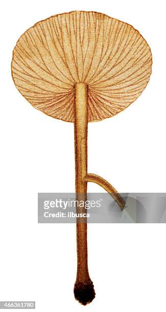 mushrooms and fungi: marasmius oreades (scotch bonnet, fairy ring mushroom) - marasmius stock illustrations