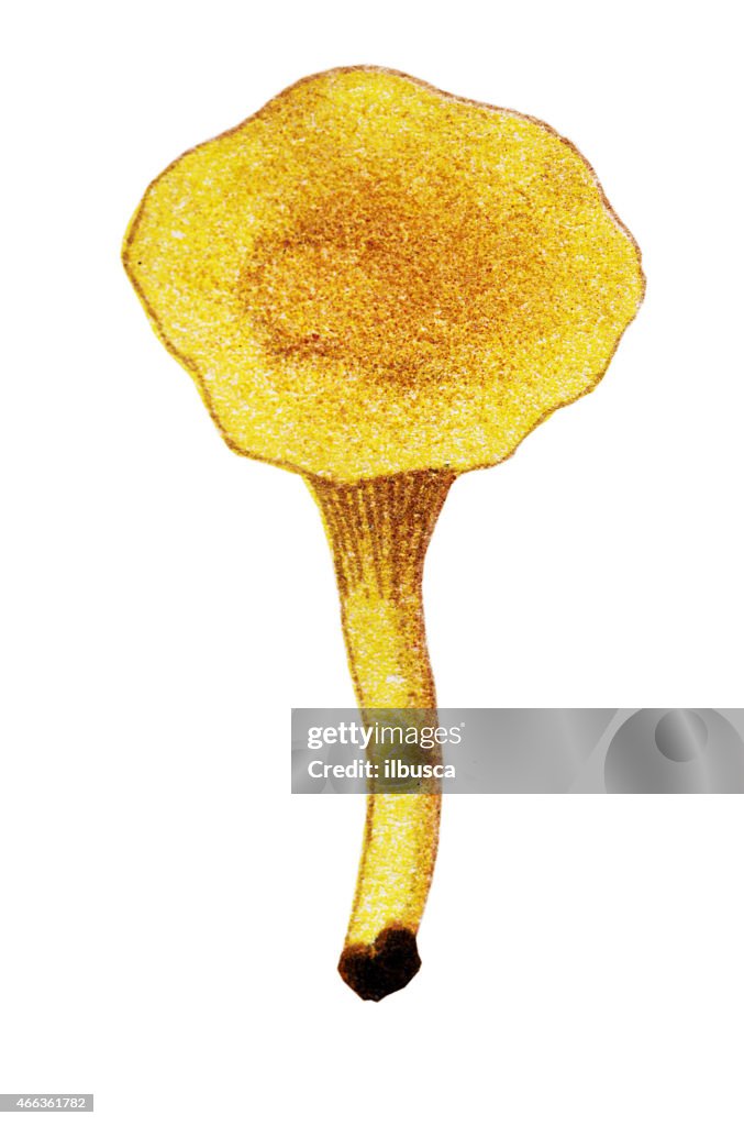 Mushrooms and fungi: Cantharellus cibarius (chanterelle, golden chanterelle or girolle)