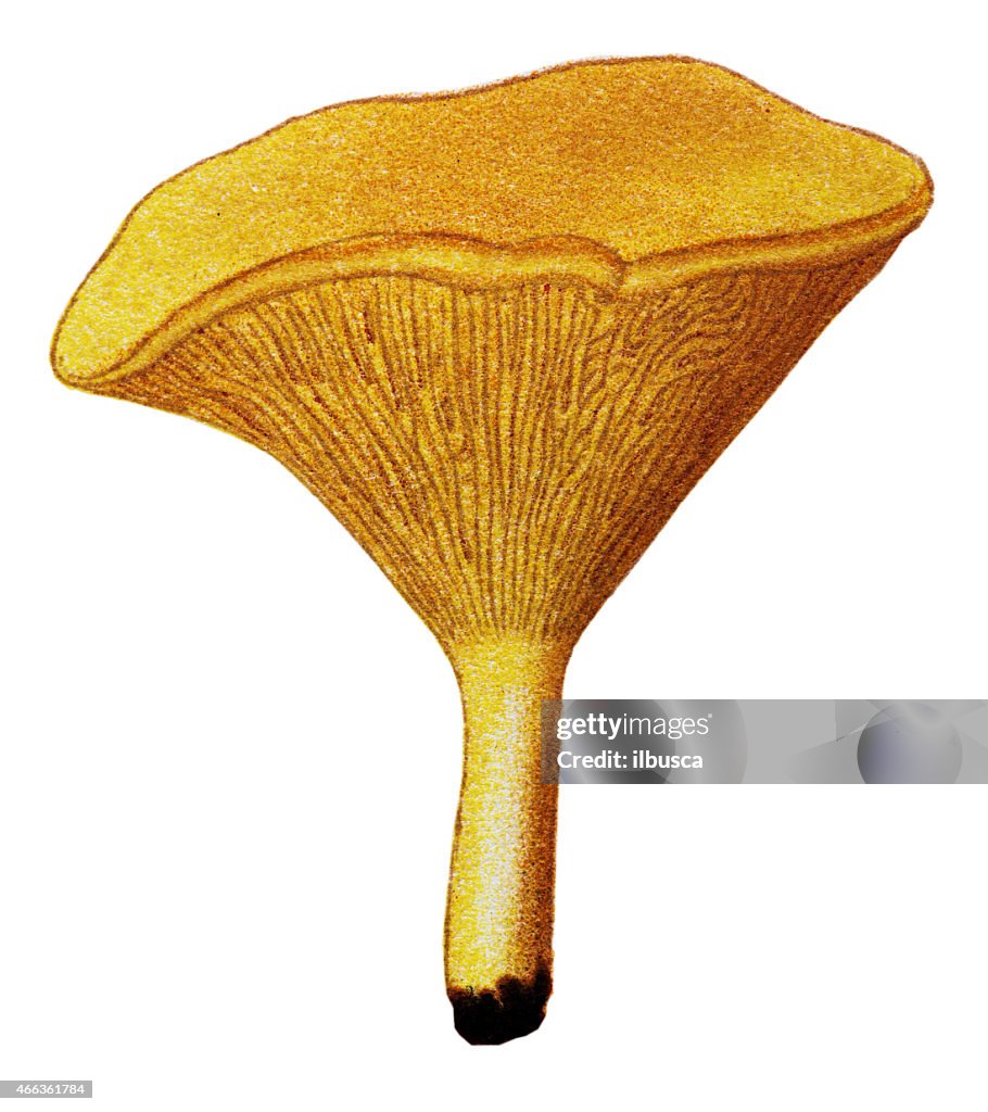 Mushrooms and fungi: Cantharellus cibarius (chanterelle, golden chanterelle or girolle)