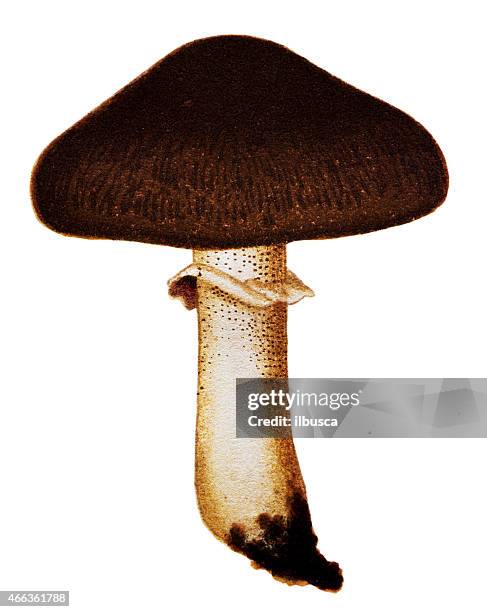 pilzen und fungi:  suillus luteus (glatt jack oder brötchen mit zuckerguß) - micrococcus stock-grafiken, -clipart, -cartoons und -symbole