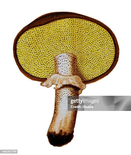 pilzen und fungi:  suillus luteus (glatt jack oder brötchen mit zuckerguß) - micrococcus stock-grafiken, -clipart, -cartoons und -symbole