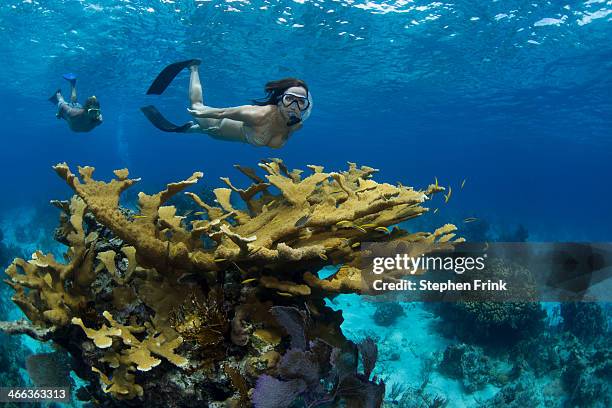 snorkelers and elkhorn coral (acropora palmata). - nassau bahamas stock pictures, royalty-free photos & images