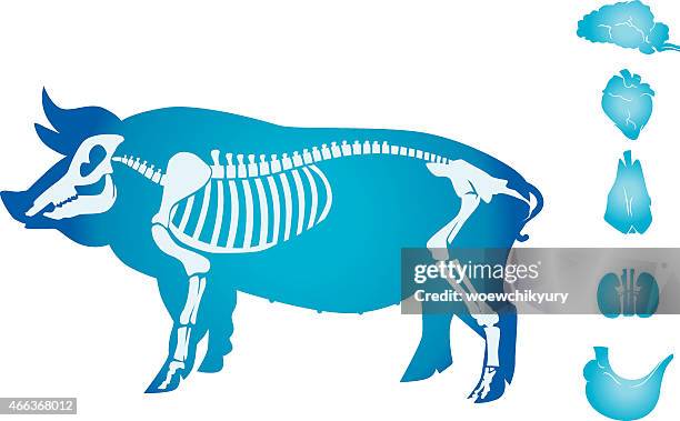 ilustrações de stock, clip art, desenhos animados e ícones de porco anatomia vector - corpo de animal