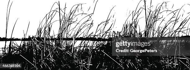 illustrations, cliparts, dessins animés et icônes de lac reeds silhouette - scirpe