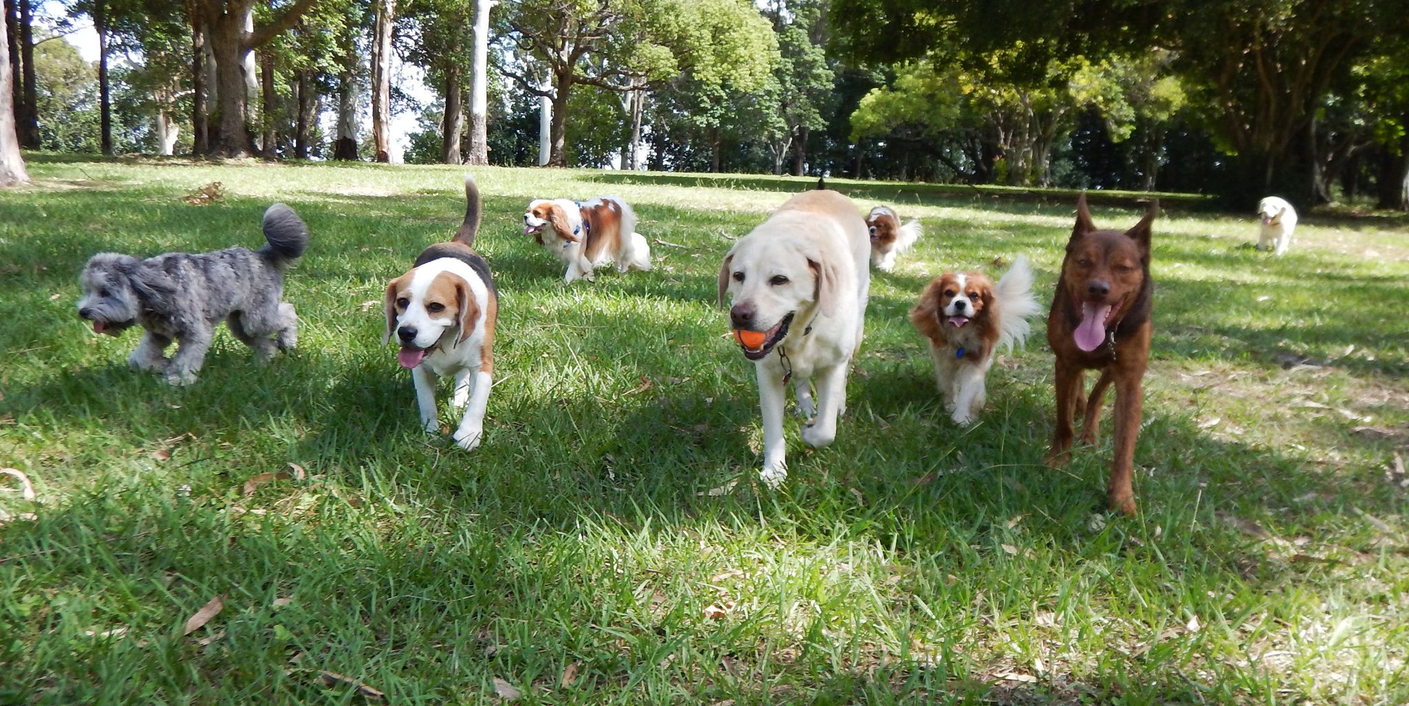 dog group walk
