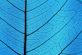 Leaf ribs and veins