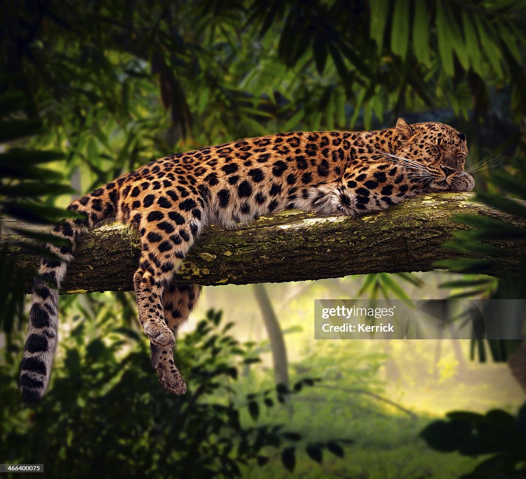 Leopard sleeping in jungle