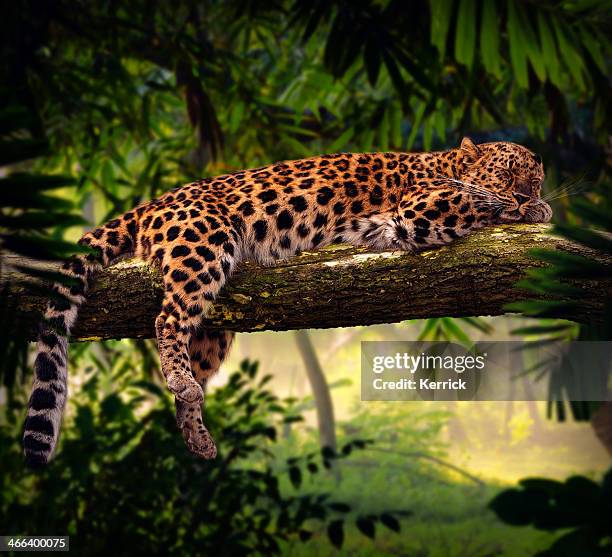 leopard sleeping in jungle - jungle animals stock pictures, royalty-free photos & images