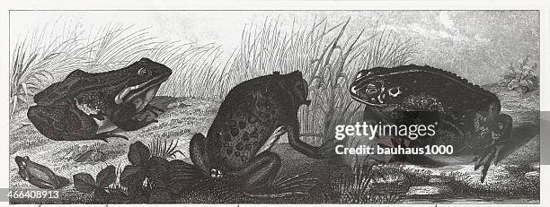 frogs & toads engraving - tree frog stock illustrations