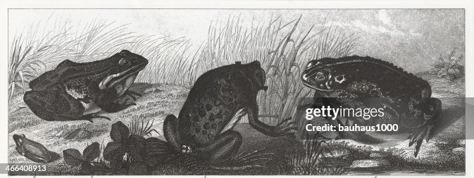 Frogs & Toads Engraving Frogs & Toads Engraving