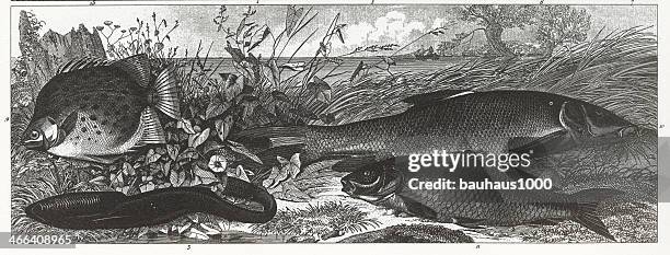 freshwater & saltwater fish - bluefish swimming stock illustrations