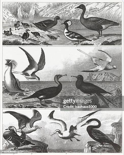 birds & waterfowl engraving - anser fabalis stock illustrations
