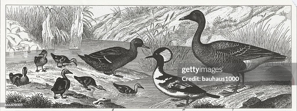 Water Fowl Engraving