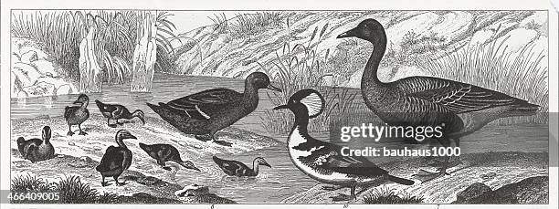 water fowl engraving - anser fabalis stock illustrations
