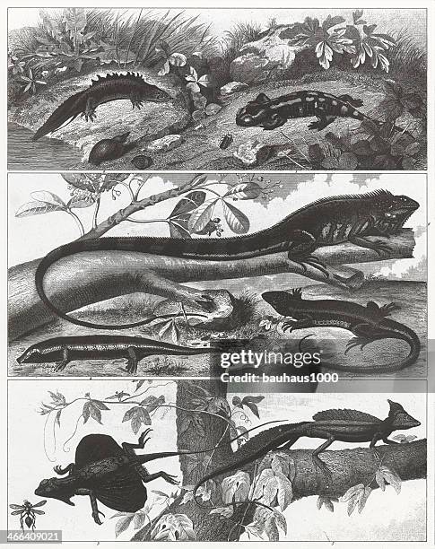 amphibians & reptiles engraving - basilisk water stock illustrations
