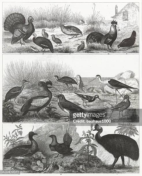 gamebirds engraving - cassowary stock illustrations
