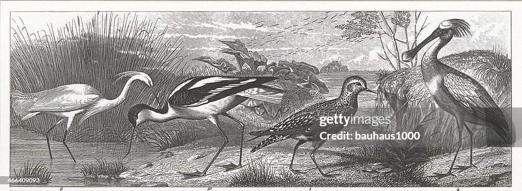 Feuchtgebiet Vögel Gravur