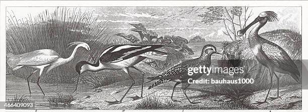 wetland birds engraving - plover stock illustrations