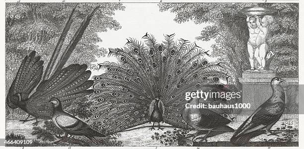 ilustraciones, imágenes clip art, dibujos animados e iconos de stock de blanco y negro grabado de los pavos reales y gamebirds. - pheasant bird